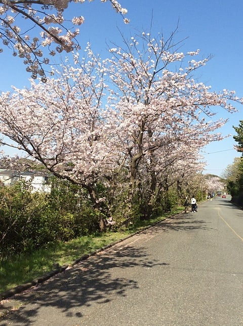 レクリエーション　目の前のロングビーチの桜です。川沿いにい～っぱいですよ。