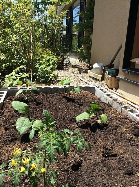 百年の杜大磯ミニミニ農園　ミニトマト・なす・きゅうりを植えました。ミニミニ農園の始まりです。