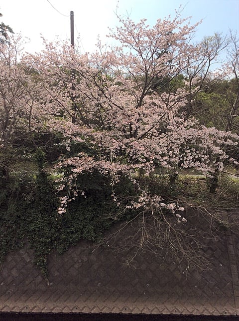 川沿いを彩る桜並木の開花状況７