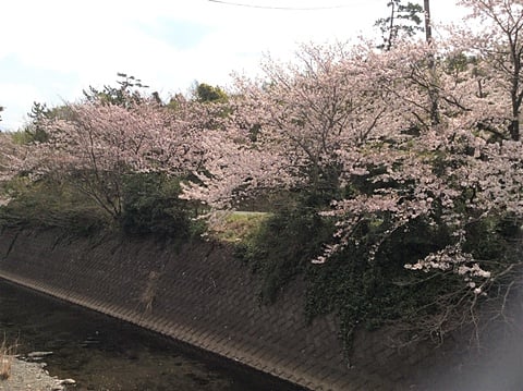川沿いを彩る桜並木の開花状況８