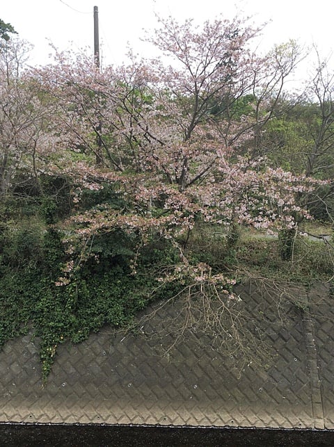 川沿いを彩る桜並木の開花状況９