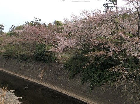 川沿いを彩る桜並木の開花状況１０