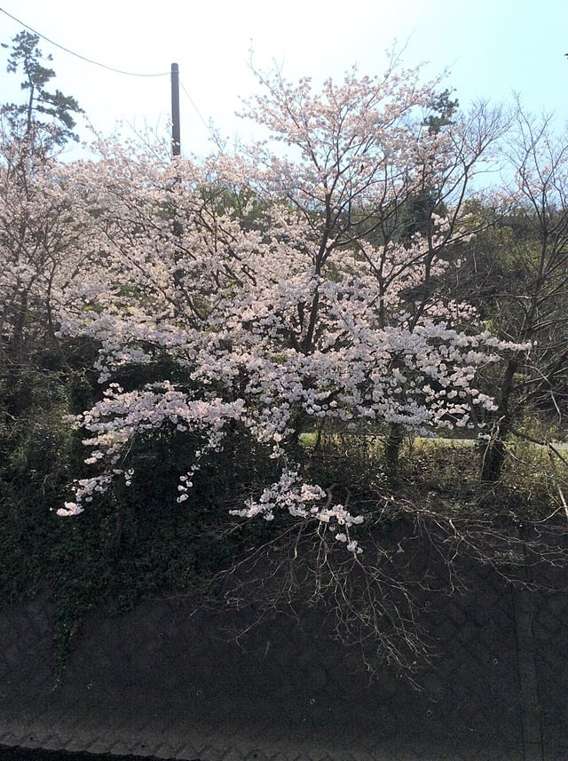 川沿いを彩る桜並木の開花状況５