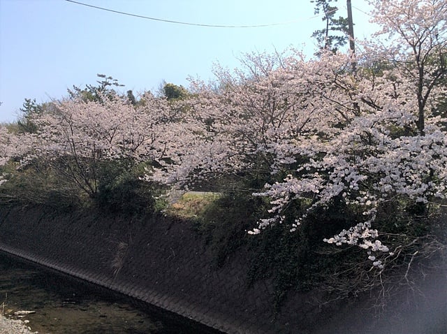 川沿いを彩る桜並木の開花状況６