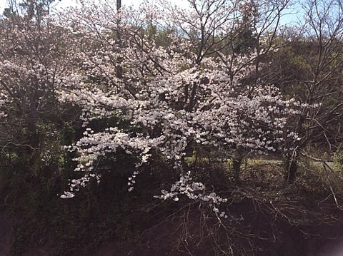 川沿いを彩る桜並木の開花状況３