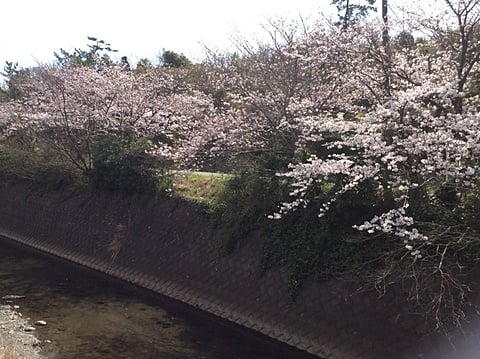 川沿いを彩る桜並木の開花状況４