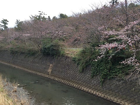 川沿いを彩る桜並木の開花状況１