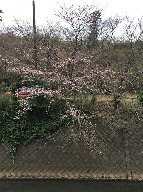 川沿いを彩る桜並木の開花状況２