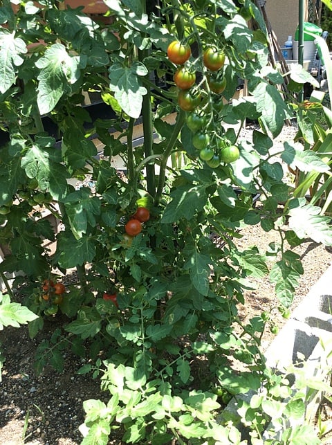 今年の夏野菜　トマト　その後